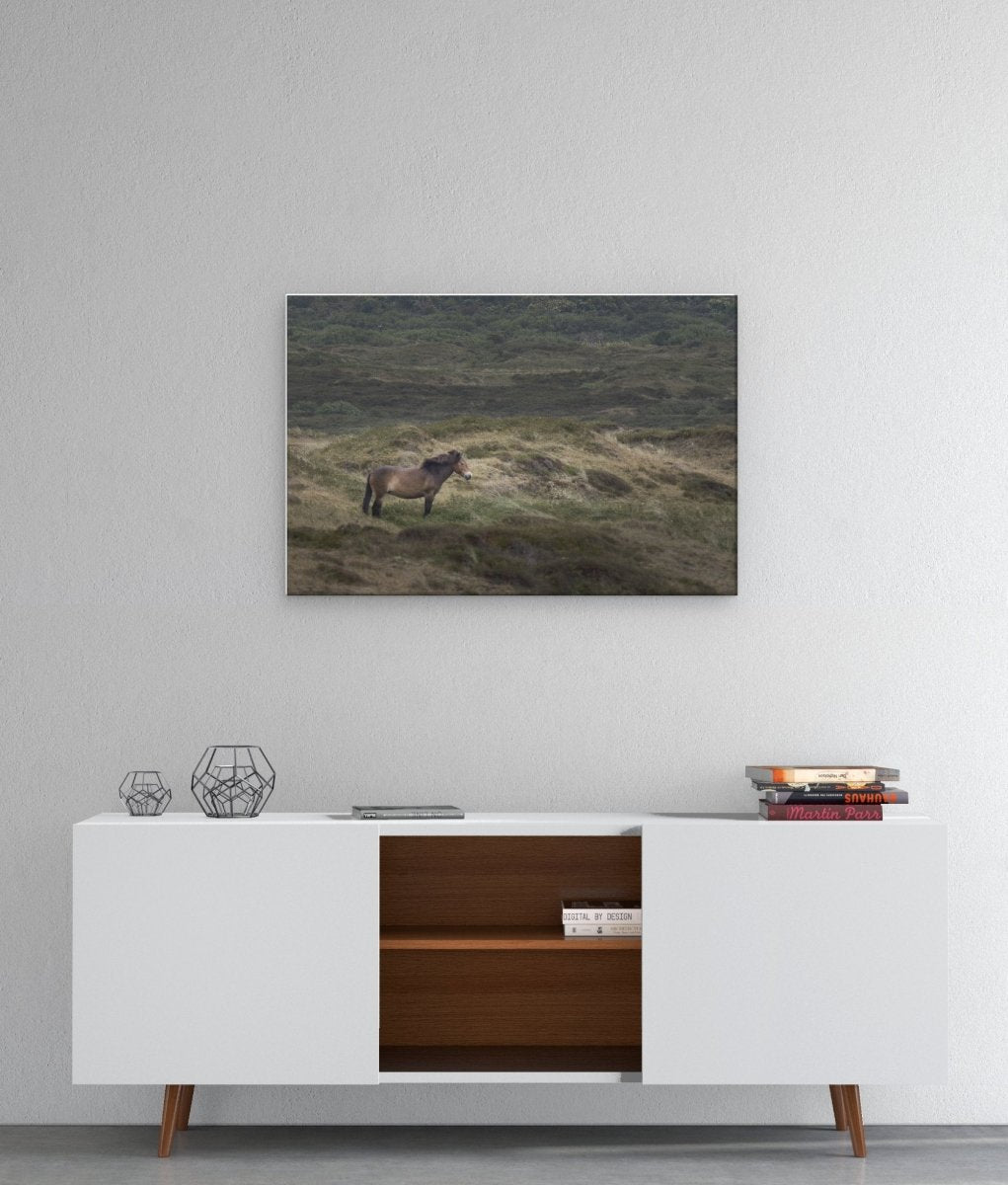 Kunstdruck mit Texel-Motiv: Texel Pferd - artidomo